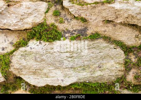Moss poussant sur une clôture de mur de pierre, Royaume-Uni Banque D'Images