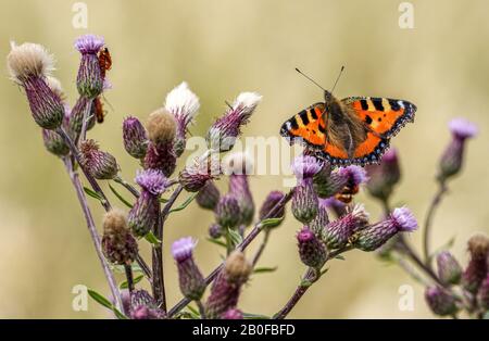 Le petit tortoiseshell (Aglais urticae) sur le chardon par beau temps d'été. Banque D'Images