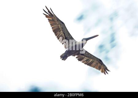 Oiseau volant sous le ciel bleu 3 Banque D'Images