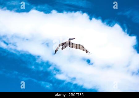 Oiseau volant sous le ciel bleu Banque D'Images