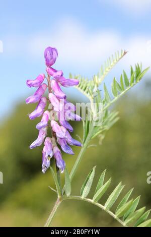 Vicia racca à la réserve naturelle de Minera Quarry, nr Wrexham, pays de Galles Banque D'Images