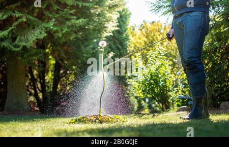 Asperger les mauvaises herbes dans le jardin. Banque D'Images