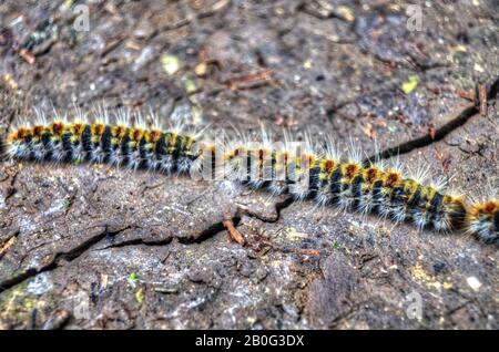 Clôture de deux procesaires de pins dans un parc de Séville, Andalousie, Espagne. Parc Infanta Elena. Banque D'Images