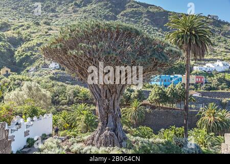Dracaena draco, le dragon des îles Canaries ou drago dans la ville nord de Tenerife d'Icod de los Vinos sur l'île de Tenerife Banque D'Images