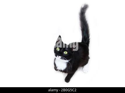 Le chat noir mignon avec des yeux verts assis sur un fond blanc, regardant curieusement. Joli et heureux. Banque D'Images