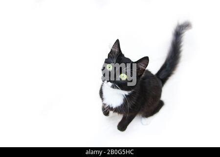 Le chat noir mignon avec des yeux verts assis sur un rond blanc, regardant curieusement. Joli et heureux. Banque D'Images