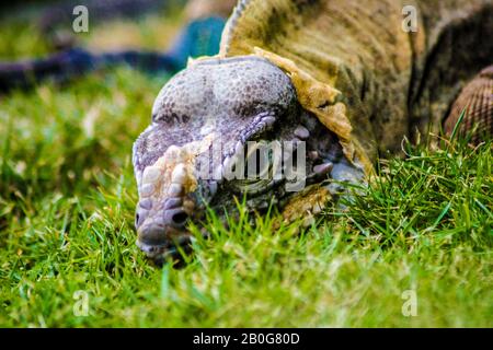 Iguana perché dans l'herbe verte 3 Banque D'Images