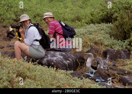 EQUATEUR, L'ÎLE DE GALAPAGOS, HOOD (ESPANOLA) EST., DES GROUPES D'ALCOOL À PIEDS BLEUS AVEC LES TOURISTES Banque D'Images