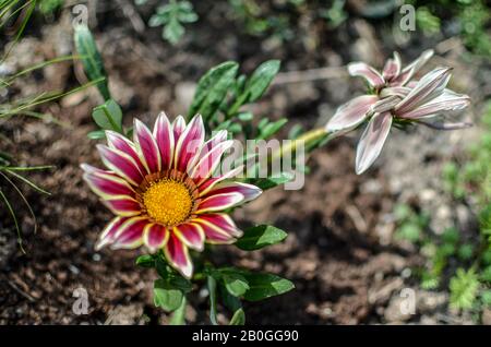 Vue rapprochée d'une fleur de Gazania blanche et lilas en fleur dans un jardin Banque D'Images