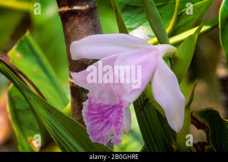 EQUATEUR,FORÊT AMAZONIENNE, RIO NAPO, PRÈS DE COCA, GRANDE ORCHIDÉE MARÉCAGEUSE, ESPÈCES SOBRALIA Banque D'Images