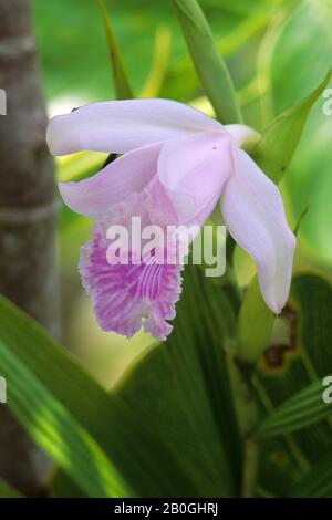 EQUATEUR,FORÊT AMAZONIENNE, RIO NAPO, PRÈS DE COCA, GRANDE ORCHIDÉE MARÉCAGEUSE, ESPÈCES SOBRALIA Banque D'Images