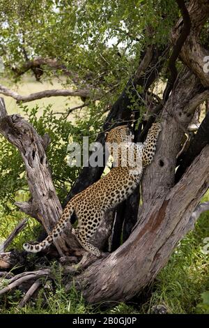 Léopard, Panthera pardus, âgé de 4 mois, la Namibie Griffant Cub Banque D'Images