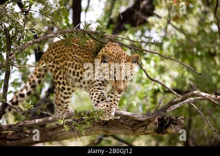 Léopard, Panthera pardus, âgé de 4 mois Cub, Namibie Banque D'Images