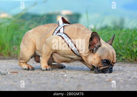 Chien de Bullodg de couleur fauve avec de gros yeux portant un terrain de sniffing de harnais autofabriqué Banque D'Images
