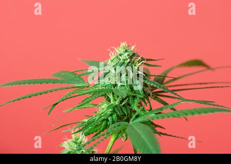 Bourgeons De Marijuana Médicale Ou Fleurs De Chanvre Poussant Sur La Plante De Cannabis Sur Le Fond De Corail Avec Espace De Copie Banque D'Images