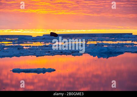 Glace de mer au large de l'île Beagle, une des îles de danger, au large de la pointe ne de la péninsule antarctique dans la mer de Weddell au coucher du soleil. Banque D'Images