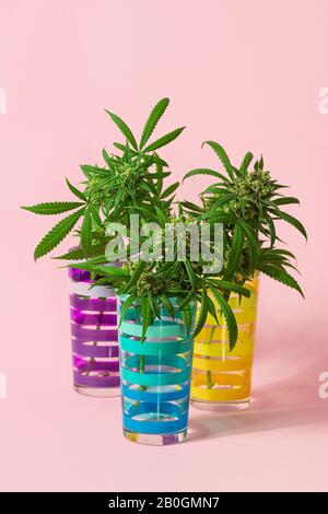 Trois Bourgeons De Marijuana Médicale Ou Fleurs De Chanvre Coupés De Plants De Cannabis Dans Des Verres À Rayures Sur Fond Rose Clair Banque D'Images
