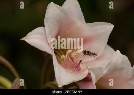 Lily De La Rivière Vaal (Crinum Bulbispermum) Banque D'Images