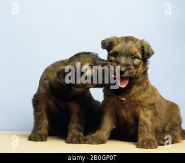 Chiens, Chiots Briard Banque D'Images