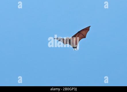 Grand Mascarene Flying Fox (Pteropus niger) adulte en vol Maurice Novembre Banque D'Images