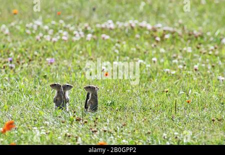 Quatre écureuils terrestres américains, alerte debout, (Ictidomys tridecemlineatus) regardant dans différentes directions. Treize gophers à rayures et doublure, Banque D'Images