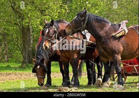 Harnaché Cob Normand Horse Banque D'Images