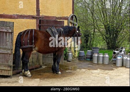 Harnaché Cob Normand Horse Banque D'Images