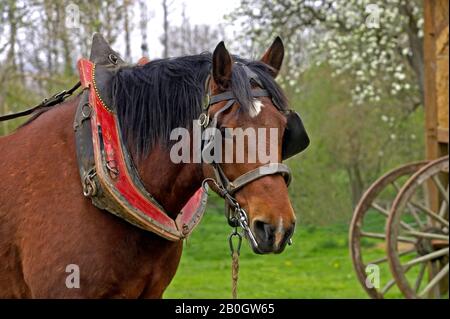 Harnaché Cob Normand Horse Banque D'Images