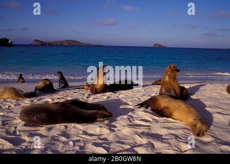 EQUATEUR, ILE DE GALAPAGOS, HOOD IS., GARDNER BAY, GALAPAGOS SEA LIONS SUR LA PLAGE Banque D'Images