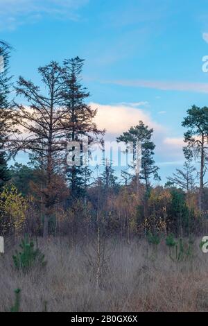 Arbres de sapins morts dans un champ herbacé au bord de la forêt d'automne. Banque D'Images