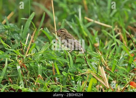 Madagascar Fody (Foudia madagascariensis) femelle adulte perchée dans le rang herbe Maurice Novembre Banque D'Images