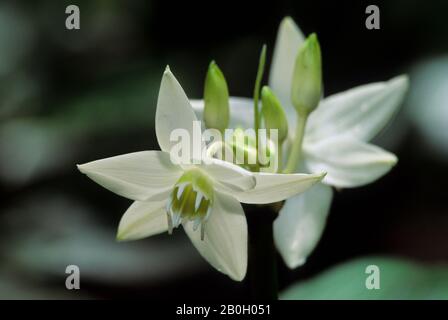 ÉQUATEUR, BASSIN AMAZONIEN, RIO NAPO, FORÊT TROPICALE, AMAZONE LILY (EUCHARISMAZONICA), AMARYLLIS Banque D'Images