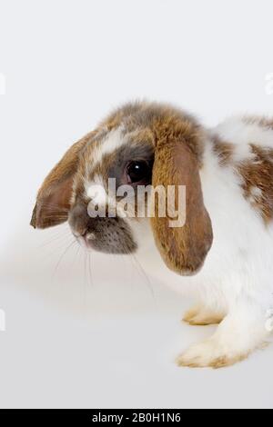 Lop-Eared lapin domestique contre fond blanc Banque D'Images
