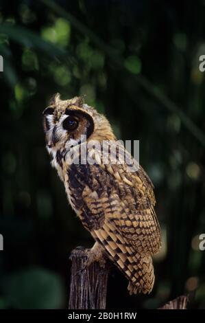 Une chouette à rayures juvéniles (clameur de Pseudoscops) dans le bassin amazonien de la forêt équatoriale le long du Rio Napo, en Équateur Banque D'Images