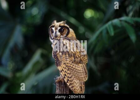 Une chouette à rayures juvéniles (clameur de Pseudoscops) dans le bassin amazonien de la forêt équatoriale le long du Rio Napo, en Équateur Banque D'Images