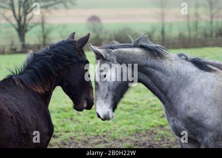 trotteur anglais