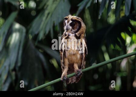 Une chouette à rayures juvéniles (clameur de Pseudoscops) dans le bassin amazonien de la forêt équatoriale le long du Rio Napo, en Équateur Banque D'Images