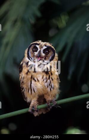 Une chouette à rayures juvéniles (clameur de Pseudoscops) dans le bassin amazonien de la forêt équatoriale le long du Rio Napo, en Équateur Banque D'Images