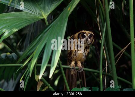 Une chouette à rayures juvéniles (clameur de Pseudoscops) dans le bassin amazonien de la forêt équatoriale le long du Rio Napo, en Équateur Banque D'Images