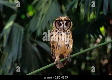 Une chouette à rayures juvéniles (clameur de Pseudoscops) dans le bassin amazonien de la forêt équatoriale le long du Rio Napo, en Équateur Banque D'Images