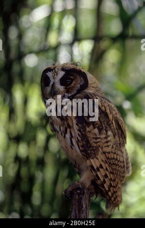 Une chouette à rayures juvéniles (clameur de Pseudoscops) dans le bassin amazonien de la forêt équatoriale le long du Rio Napo, en Équateur Banque D'Images