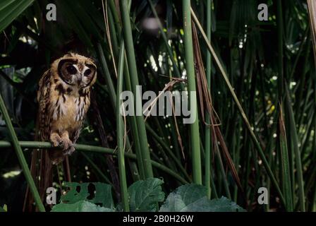 Une chouette à rayures juvéniles (clameur de Pseudoscops) dans le bassin amazonien de la forêt équatoriale le long du Rio Napo, en Équateur Banque D'Images