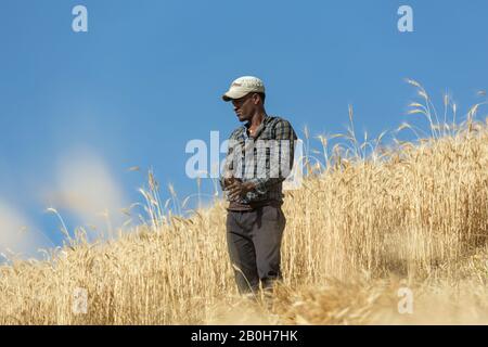 04.11.2019, Adama, Oromiyaa, Ethiopie - Récolte De Blé. Un agriculteur se tient avec sa faucille sur son épaule dans un champ de blé. Documentation du projet de la L Banque D'Images