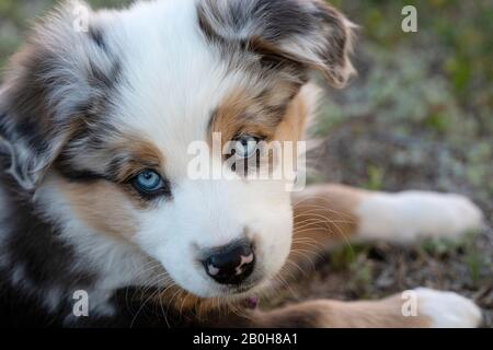 Chiot berger australien Banque D'Images