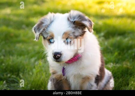 Chiot berger australien aux yeux bleus, sur pelouse ensoleillée. Banque D'Images