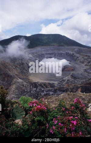 COSTA RICA, DE LA VAPEUR S'ÉLEVANT HORS DU CRATÈRE ACTIF DANS LE VOLCAN POA (CALDERA), ESCOLONIA FLEURS (MELASTOMA TACEAE) Banque D'Images