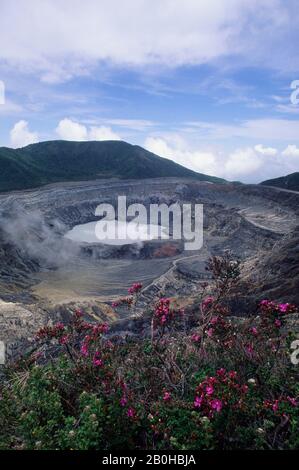 COSTA RICA, DE LA VAPEUR S'ÉLEVANT HORS DU CRATÈRE ACTIF DANS LE VOLCAN POA (CALDERA), ESCOLONIA FLEURS (MELASTOMA TACEAE) Banque D'Images