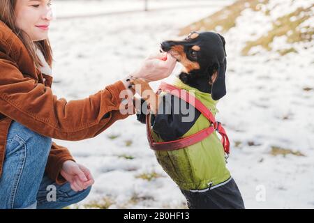 Jeune femme interagissant avec son animal de compagnie à une promenade. Passer du temps avec de beaux animaux de compagnie concept Banque D'Images