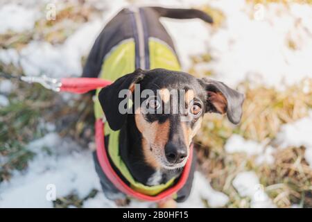 Portrait d'un joli dachshund avec de grandes oreilles. Chien drôle à l'extérieur, saison froide et journée ensoleillée Banque D'Images