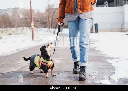 Chien profitant d'une promenade le jour ensoleillé de l'hiver. Dachshund en vêtements d'hiver dans un parc sur la laisse Banque D'Images